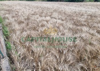 Foto 1 - Terreno agricolo Recale - foto 1