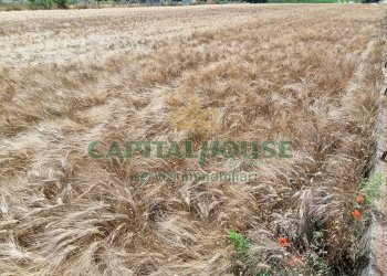 Foto 3 - Terreno agricolo Recale - foto 3