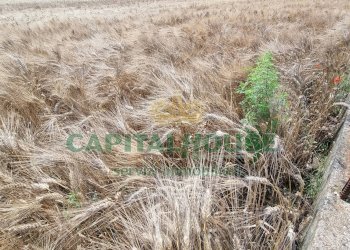 Foto 4 - Terreno agricolo Recale - foto 4