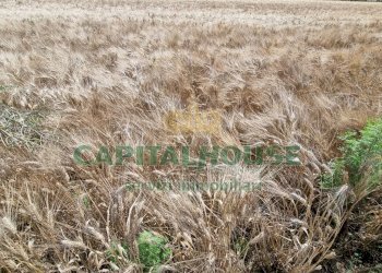 Foto 5 - Terreno agricolo Recale - foto 5