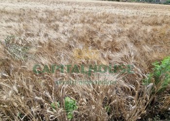 Foto 7 - Terreno agricolo Recale - foto 7