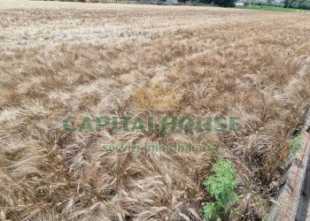 Foto 8 - Terreno agricolo Recale - foto 8