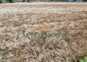 Foto 9 - Terreno agricolo Recale - foto 9