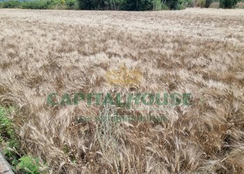 Foto 10 - Terreno agricolo Recale - foto 10