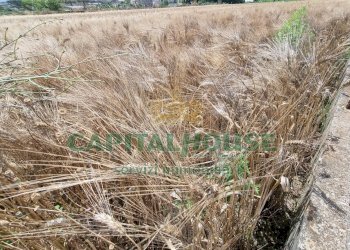 Foto 11 - Terreno agricolo Recale - foto 11