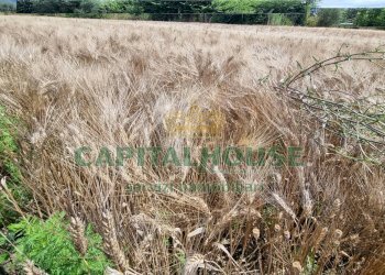 Foto 12 - Terreno agricolo Recale - foto 12