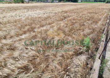 Foto 13 - Terreno agricolo Recale - foto 13