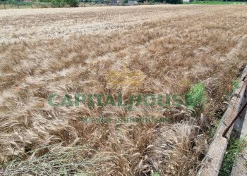 Foto 14 - Terreno agricolo Recale - foto 14