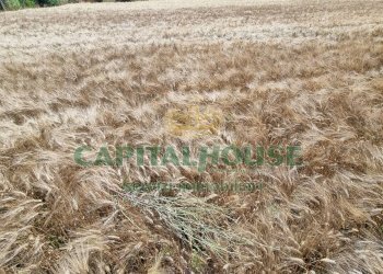 Foto 15 - Terreno agricolo Recale - foto 15