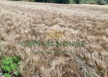 Foto 16 - Terreno agricolo Recale - foto 16