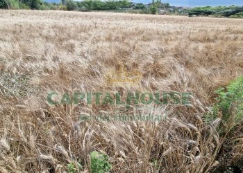 Foto 17 - Terreno agricolo Recale - foto 17