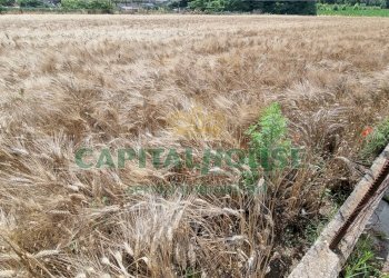 Foto 21 - Terreno agricolo Recale - foto 21