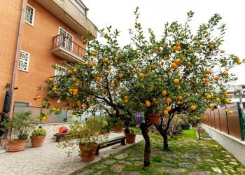 Giardino - Three-room apartment Via Del Fosso Dell'acqua Mariana
 
117, Roma - photo 20