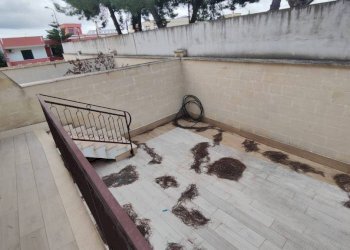 Giardino - Quadrilocale Lizzano - foto 11