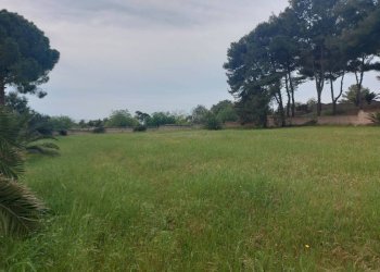 Terreno - Terreno agricolo viale dei Fornai, Pulsano - foto 4