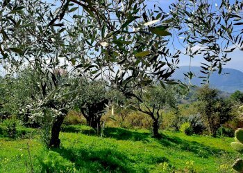 Giardino - Villa contrada pedale
 
s/n, Collesano - photo 4