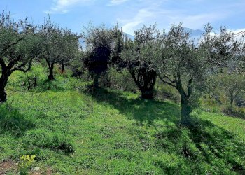 Giardino - Villa contrada pedale
 
s/n, Collesano - photo 44