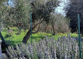 Giardino - Villa contrada pedale
 
s/n, Collesano - photo 45