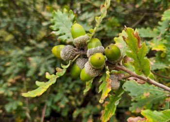 Dettagli - Villa ss 643, Polizzi Generosa - photo 24