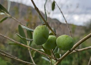 Dettagli - Villa ss 643, Polizzi Generosa - photo 26