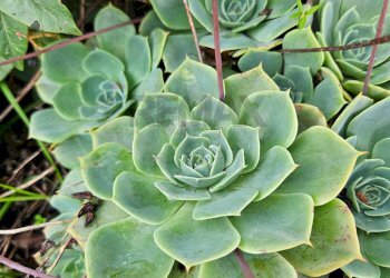 Dettagli - Villa ss 643, Polizzi Generosa - photo 34