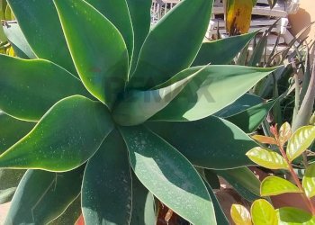 Dettagli - Attic Via Ennio Flaiano
 
26, Palermo - photo 56