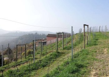 Terreno - Rustic via Cortiglione, Vinchio - photo 8