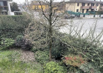 Giardino - Villa viale Venezia, Lodi - foto 13