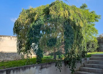 Foto 28 - Villa Strada Ceglie Triggiano Capurso
 
108, Valenzano - foto 28