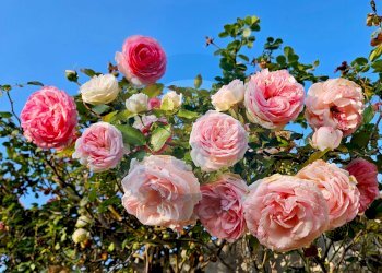 Foto 32 - Villa Strada Ceglie Triggiano Capurso
 
108, Valenzano - foto 32