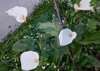 Foto 33 - Villa Strada Ceglie Triggiano Capurso
 
108, Valenzano - foto 33