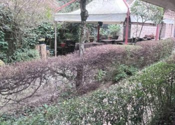 Giardino - Negozio via Setta, Sasso Marconi - foto 17