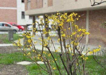 Giardino - Quadrilocale via Isaac Newton, 1, Bologna (zona Barca) - foto 5