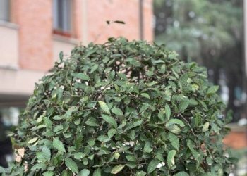 Giardino - Quadrilocale via Isaac Newton, 1, Bologna (zona Barca) - foto 6