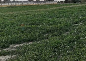 Giardino - Terreno agricolo Contrada Petraro
 
snc, Scicli - foto 5