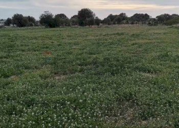 Giardino - Terreno agricolo Contrada Petraro
 
snc, Scicli - foto 8