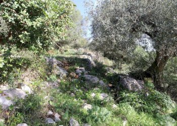 Giardino - Rustico c.da Galerme
 
snc, Ragusa - foto 22