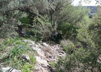 Giardino - Rustico c.da Galerme
 
snc, Ragusa - foto 39