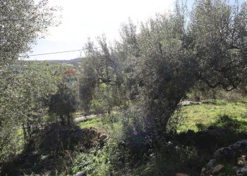 Non correlato - Rustico c.da Galerme
 
snc, Ragusa - foto 46