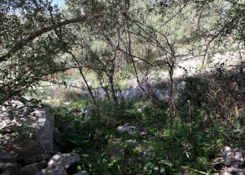 Giardino - Rustico c.da Galerme
 
snc, Ragusa - foto 47