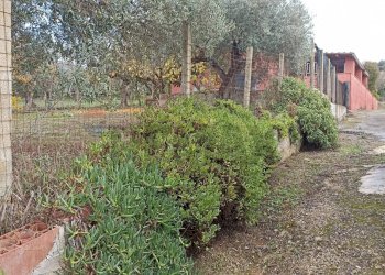 Giardino - Villa Chiaramonte Gulfi - foto 22