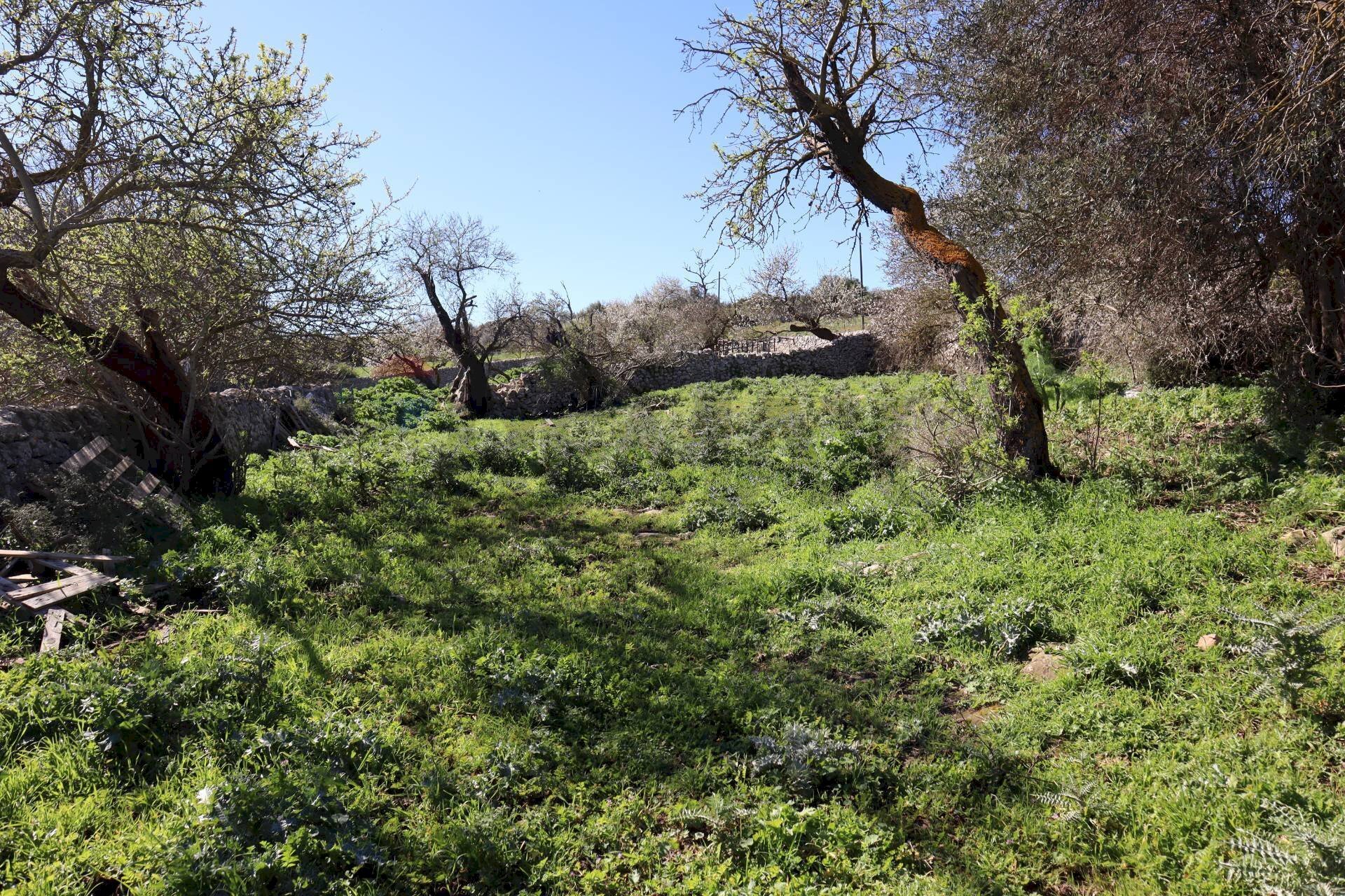 Giardino - Terreno agricolo c.da.Picciona/Nucifora, Ragusa - foto 2