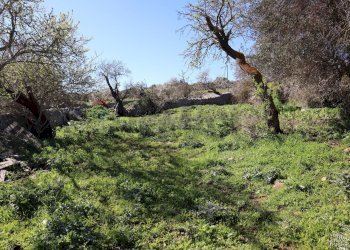 Giardino - Terreno agricolo c.da.Picciona/Nucifora, Ragusa - foto 2