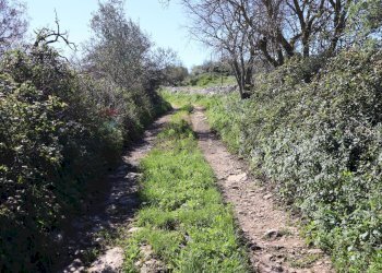 Giardino - Terreno agricolo c.da.Picciona/Nucifora, Ragusa - foto 3