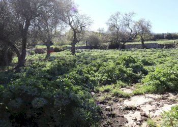 Giardino - Terreno agricolo c.da.Picciona/Nucifora, Ragusa - foto 5