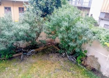 Giardino - Monolocale via San Secondo, 30, Torino (zona Crocetta) - foto 23