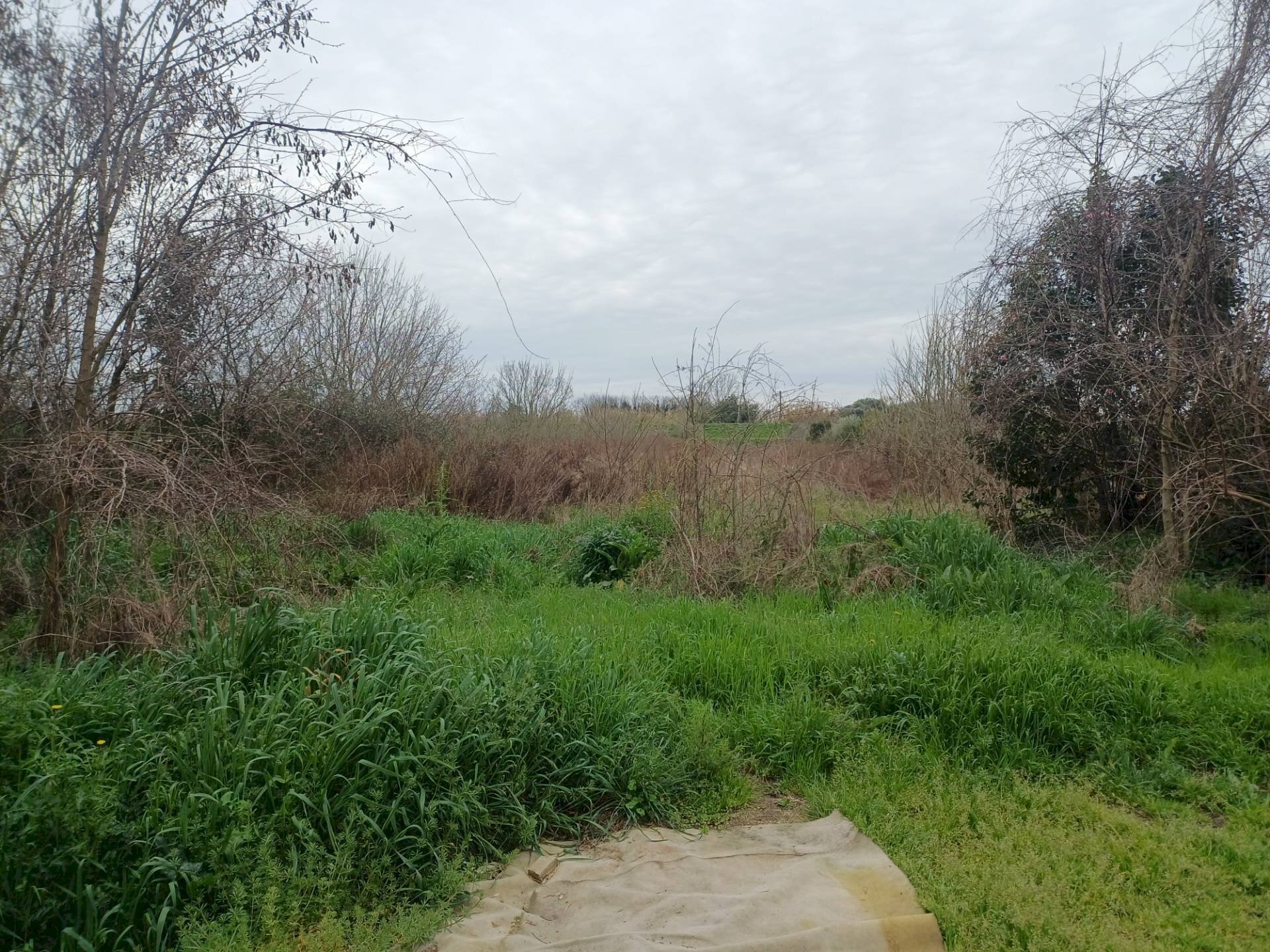 Foto 1 - Terreno agricolo via giuseppe verdi
 
-, Vecchiano - foto 1