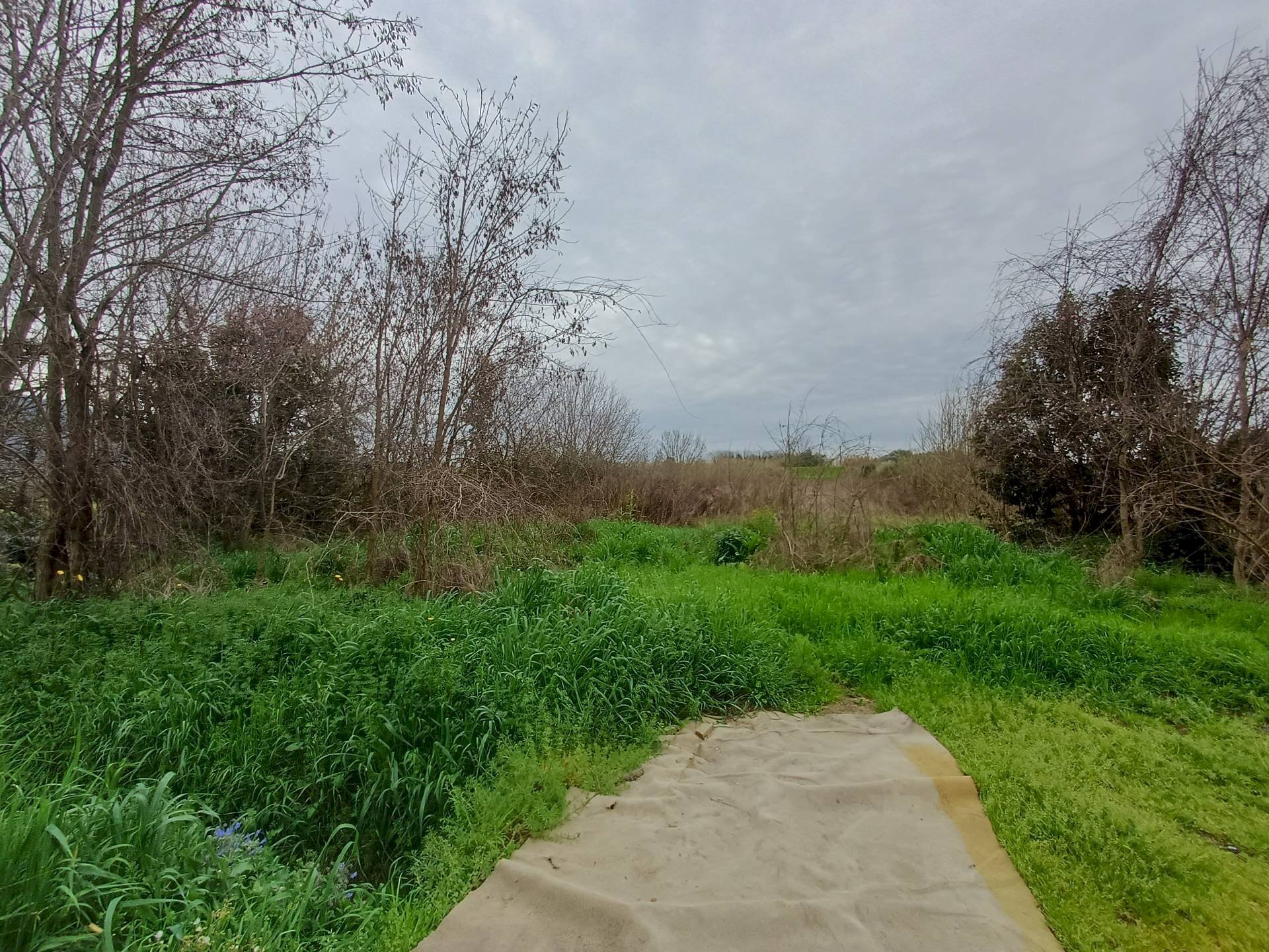 Foto 2 - Terreno agricolo via giuseppe verdi
 
-, Vecchiano - foto 2