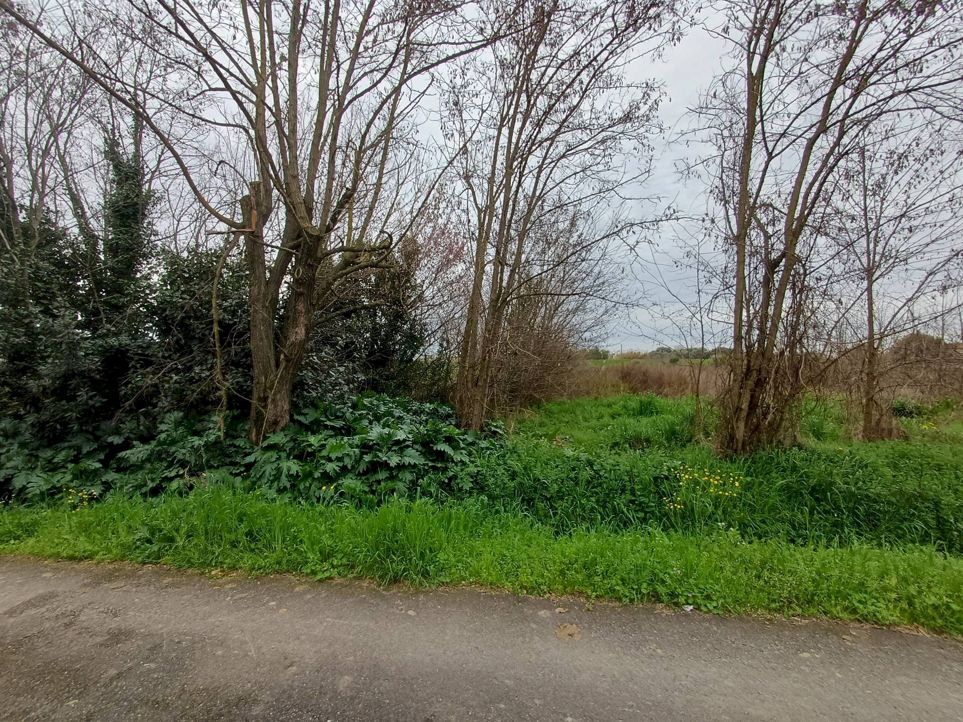 Foto 3 - Terreno agricolo via giuseppe verdi
 
-, Vecchiano - foto 3