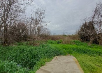 Foto 2 - Terreno agricolo via giuseppe verdi
-, Vecchiano - foto 2